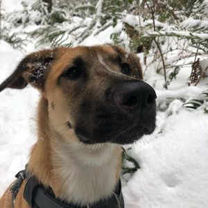 Meet your Posher, Travis